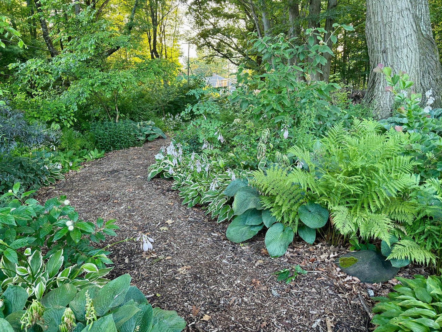 As you walk down this shade garden, there is a special flower on the left side which is just in bloom, and for which the smaller bumblebees are all excited about!…