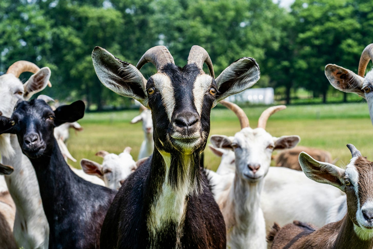 Full colour photo of about 10 goats staring into the camera.