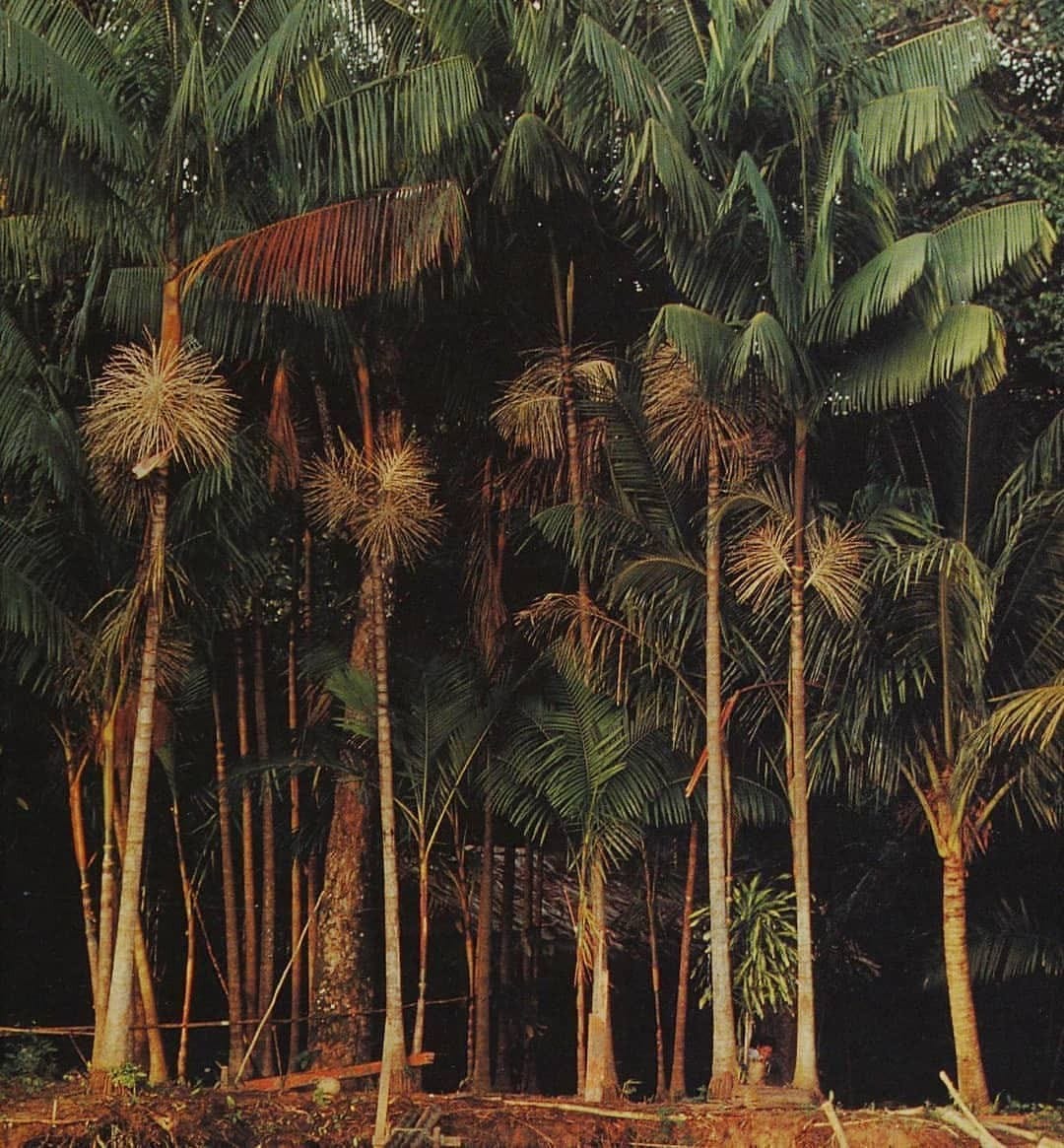 An Instagram  post added by brucacique on Dec 15, 2024. The author is @equator. May present: desert palm.