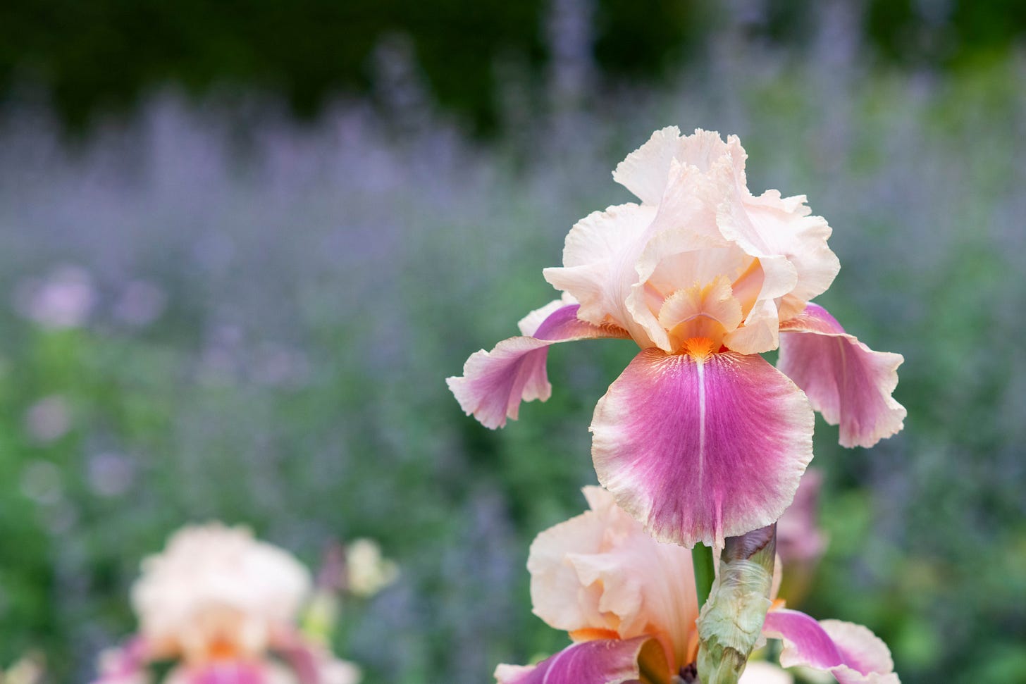 a pretty flower in peaches and pinks