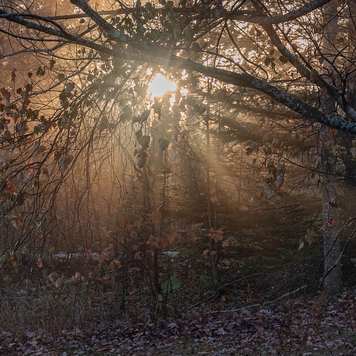 Diptych: Casts of sunlight in mist in trees; brown water with brown leaves and reflections of dark tree trunks.