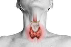 How Your Thyroid Affects Your Gut ...