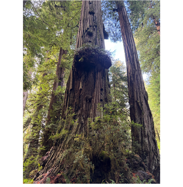 A large tree with moss growing on it

AI-generated content may be incorrect.