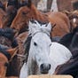 الباتول's avatar