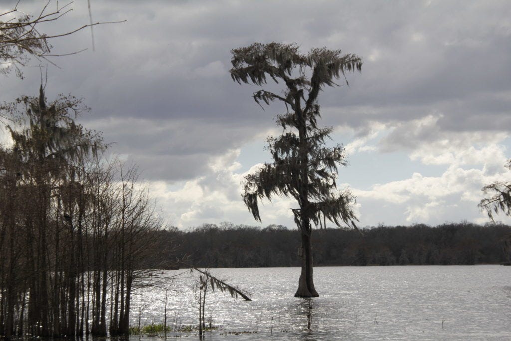 New Orleans, Lousiana, USA, Sümpfe, Sumpf, Swamps