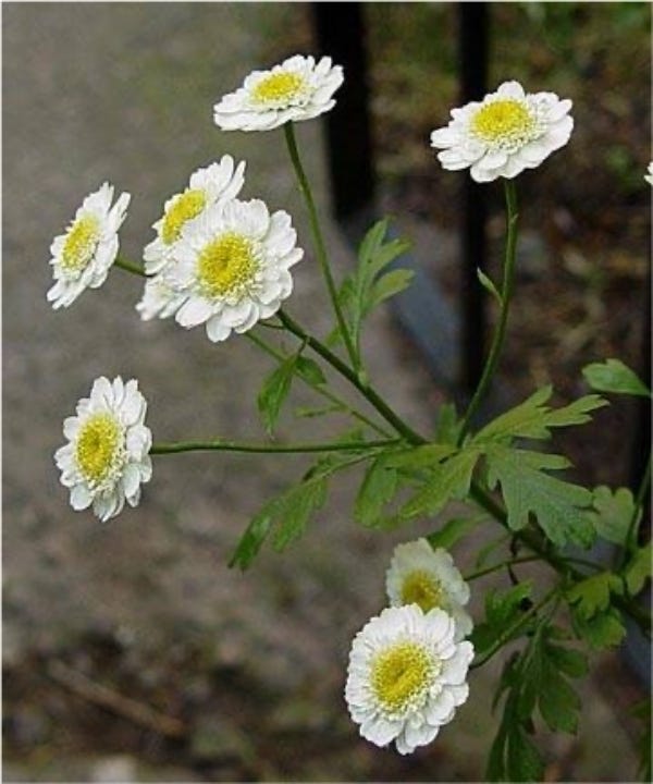 White flowers and yellow centres of daisy and feverfew