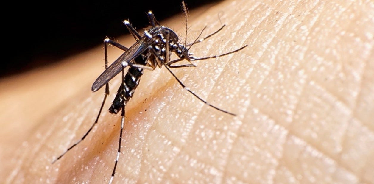 Dengue, cómo reconocer al mosquito y qué medidas tomar para prevenirlo