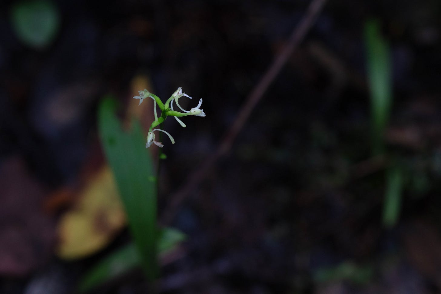 A mostly overhead view of a small woodland orchid in a dark setting. Most of the frame is shadow, but the long green leaves of the orchid, as well as some other plant matter, are visible in soft focus. Only the flowers are in sharp focus.