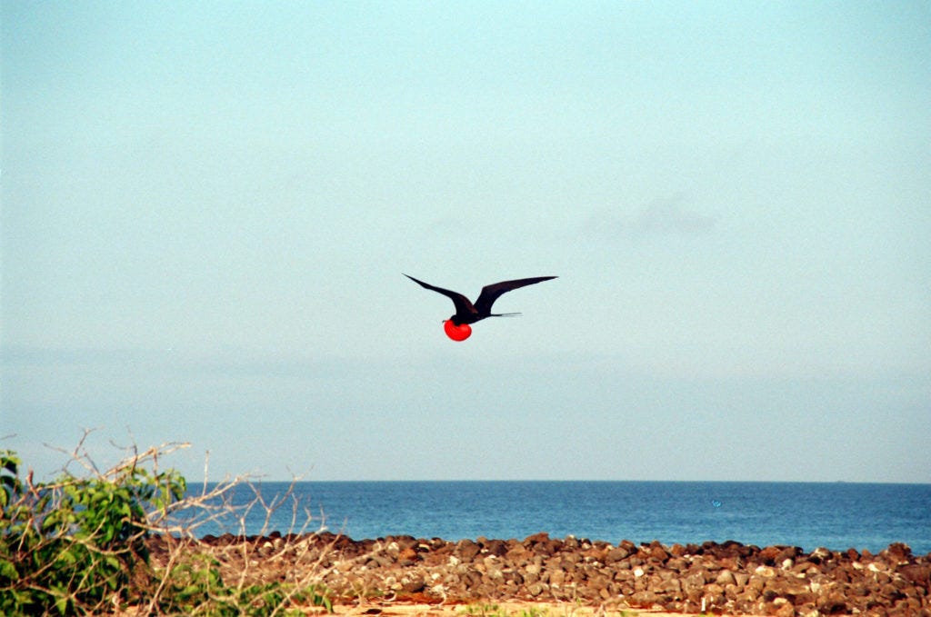 Galapagos, Tiere, Fregattvogel, Vögel Galapagos, Tiere, Fregattvogel, Vögel