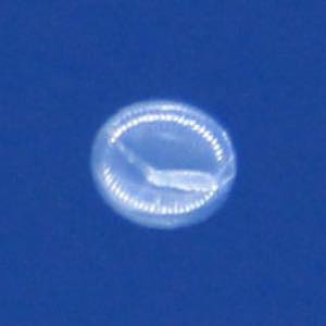 At left the Thunderhead balloon over the area of the Grand Strand (image by Sol Jose)