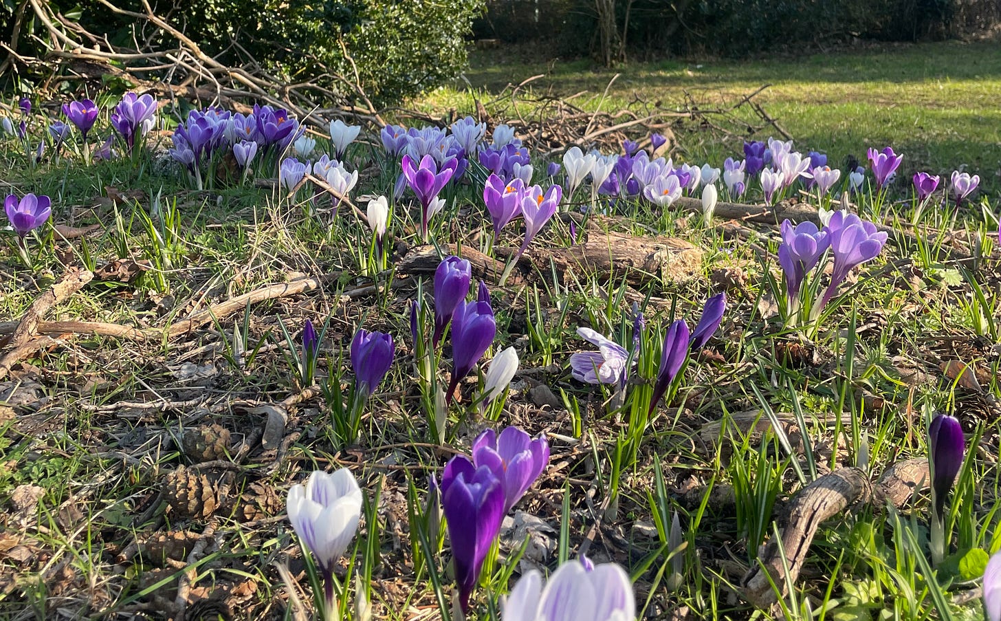 A spread of white and purple crocuses