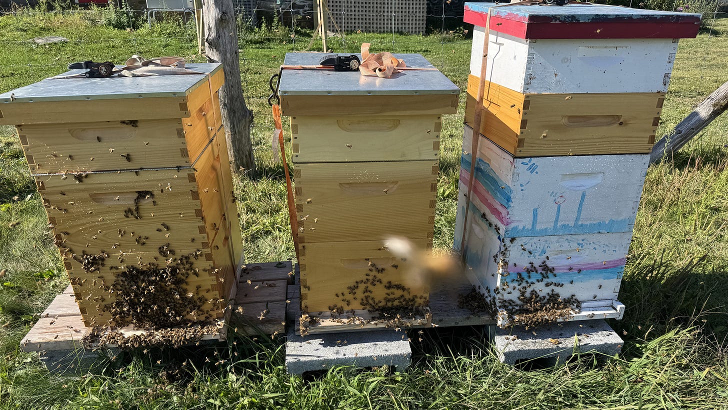 boxes of honeybees with bees flying all around