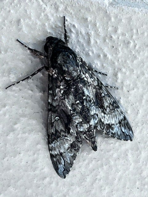 image2.jpeg