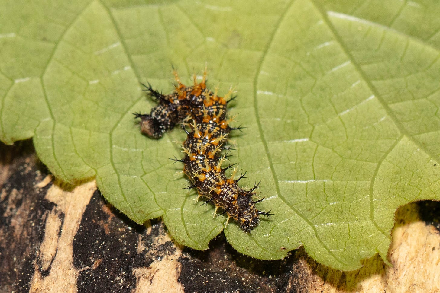 Resting on a leaf, a spiky black and yellow and orange and white caterpillar