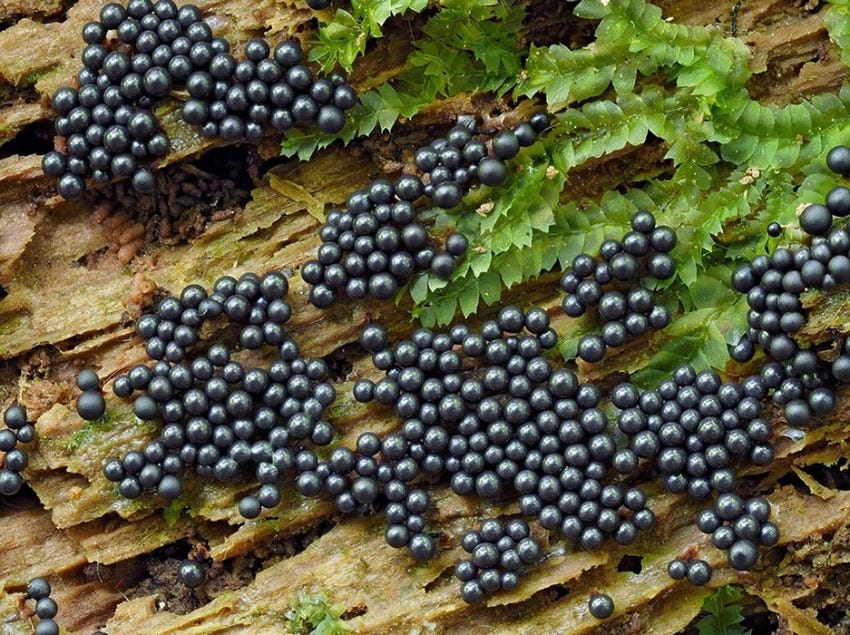 ツチアミホコリ(Cribraria argillacea) ツチアミホコリ(Cribraria argillacea)
