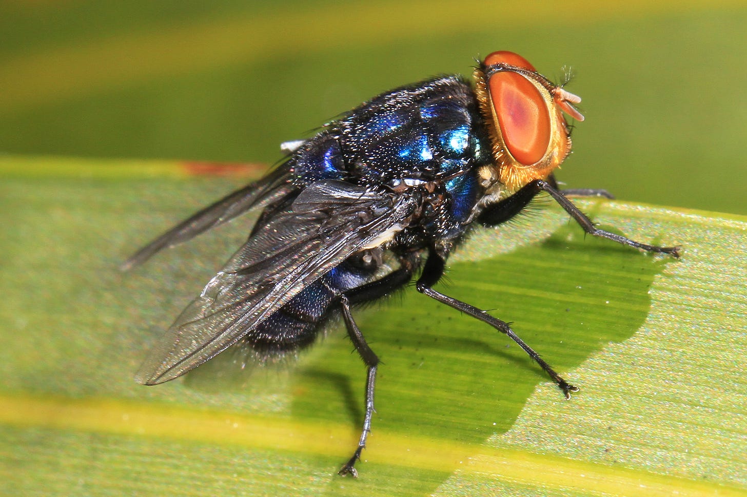 Lucilie bouchère du Nouveau Monde (Cochliomyia hominivorax) aux yeux orange et au corps bleu métallique, posée sur une feuille. Une photo de Photo Judy Gallagher.