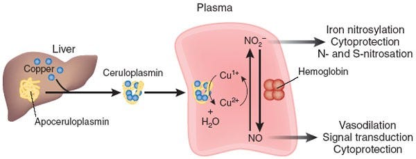 Copper and nitric oxide meet in the plasma | Nature Chemical Biology