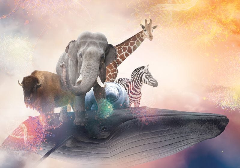 Peto's Paradox: How Gigantic Species Evolved to Beat Cancer | The Scientist Peto's Paradox: How Gigantic Species Evolved to Beat Cancer | The Scientist