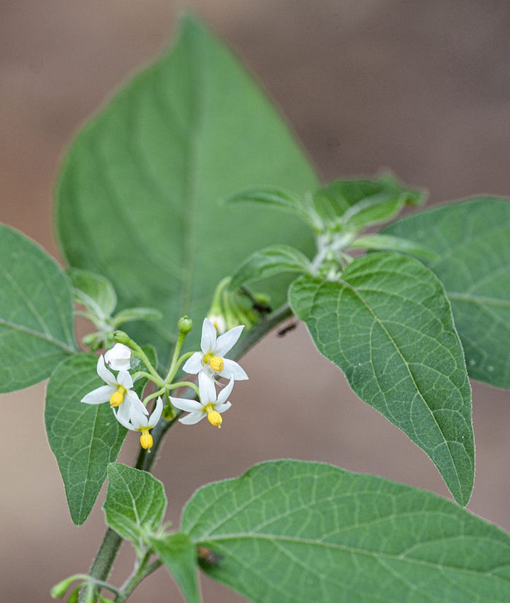 Solanum nigrum flowers leaves