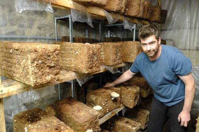 À Saint-Bonnet-le-Froid, ils se sont lancés dans la culture de champignons  - Saint-Bonnet-le-Froid (43290)