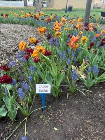 Tulips at Pella's Tulip Time