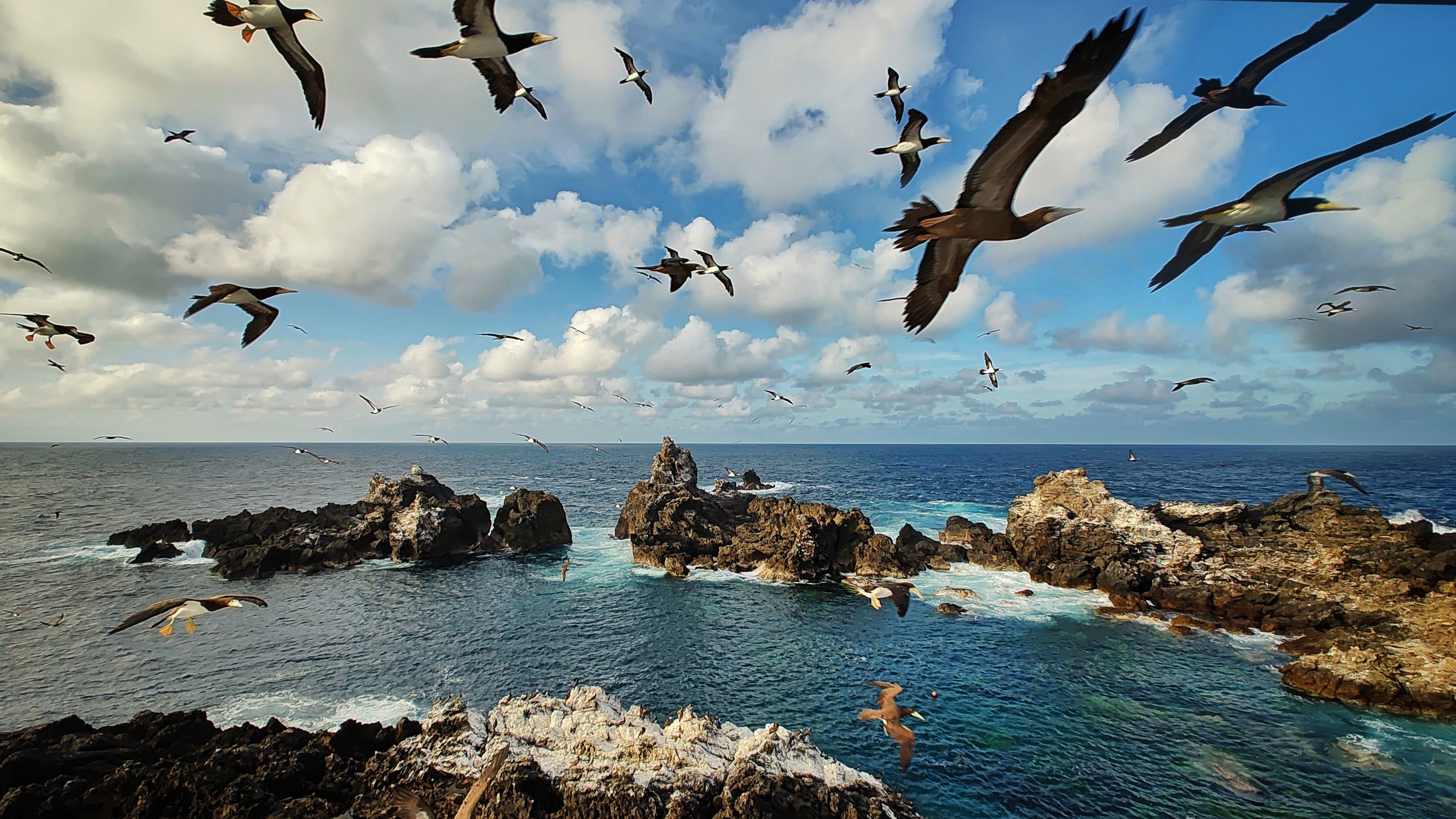 atobás planando no arquipélago São Pedro e São Paulo atobás planando no arquipélago São Pedro e São Paulo