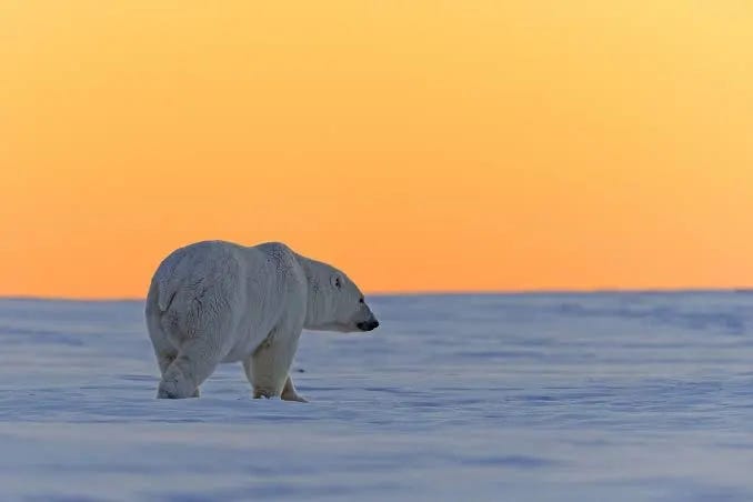 8 of the World's Most Solitary Animals