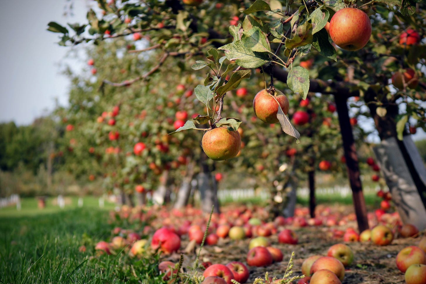 Apple orchard with trees full of apples Apple orchard with trees full of apples
