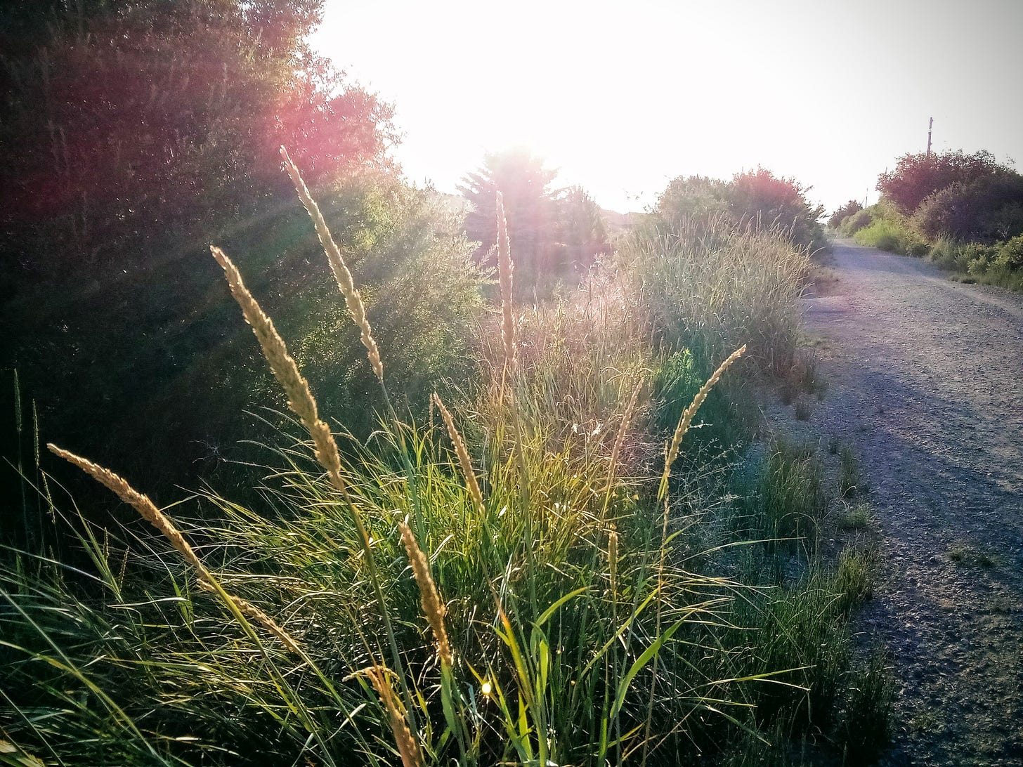 Gravel road leading into sunbeams