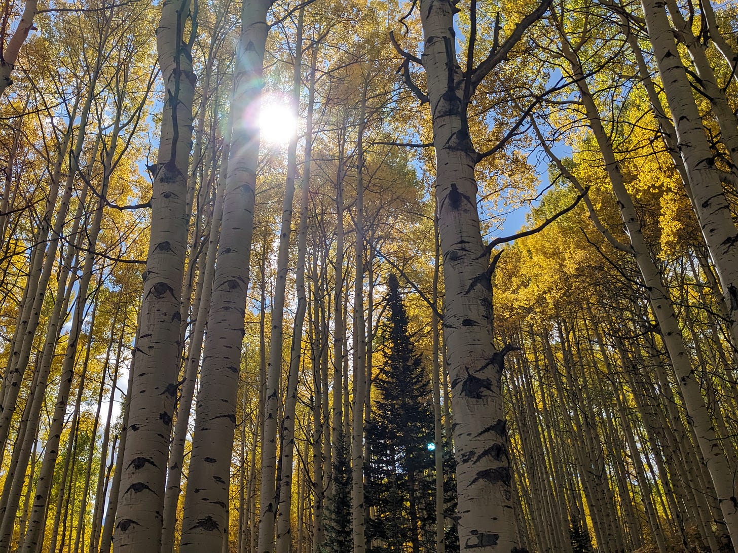 Sun shining through aspen trees