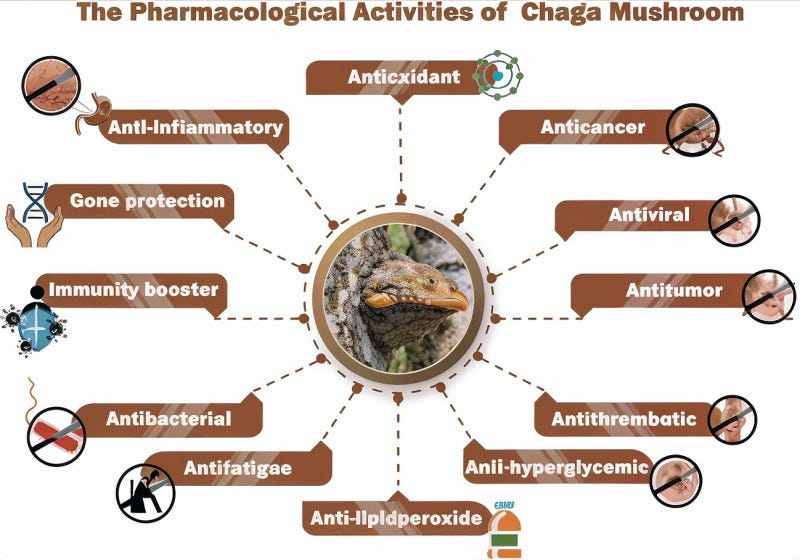 Pharmacological potentials of Chaga