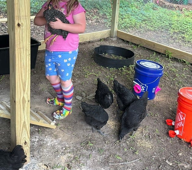 One of the author's children enjoying the chickens. 