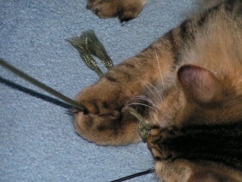 Chase_and_String_Cats_Swallow_String Chase_and_String_Cats_Swallow_String