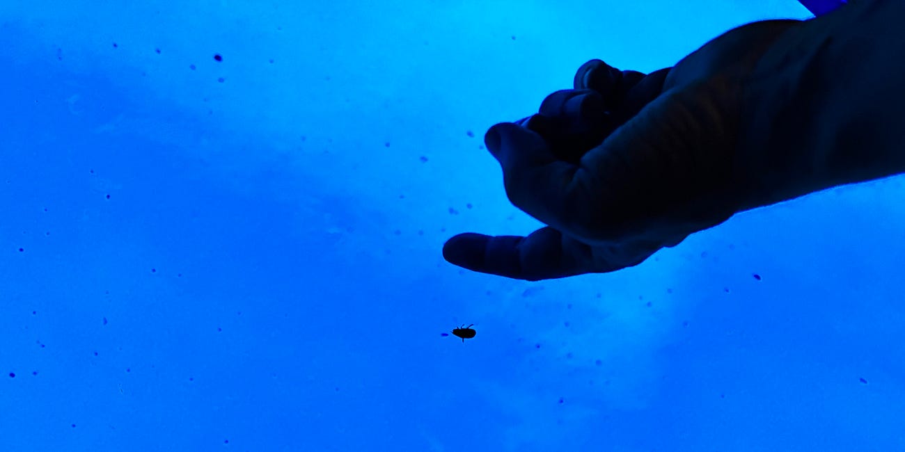 I Felt Worthless. Then I Met a Six-Legged Guru.