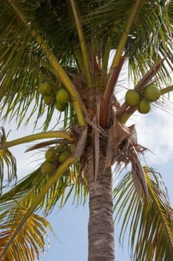 coconuts in palm tree