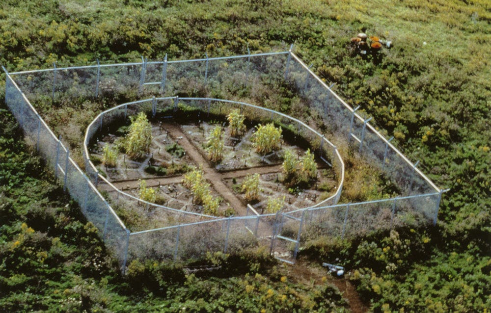 Revival Field” — Art21