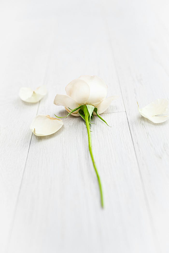 A discarded white rose, petals falling off one by one. A discarded white rose, petals falling off one by one.
