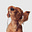 Avatar de Andrea Ibáñez