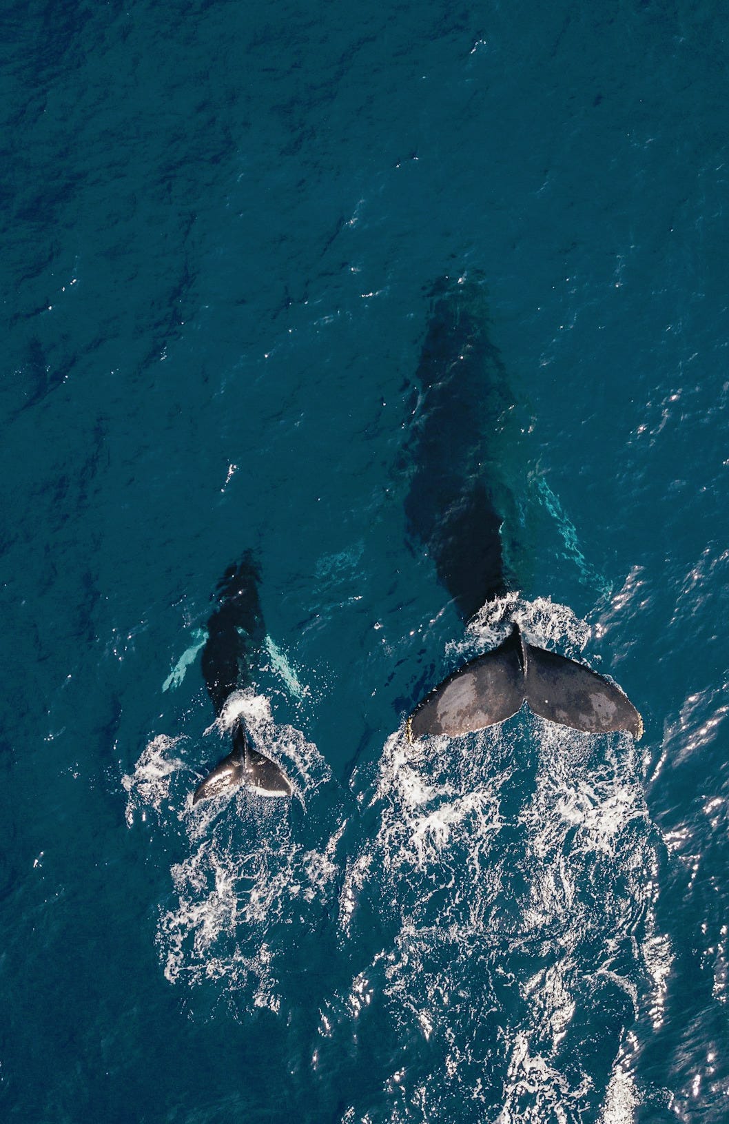 two black whales swimming in body of water