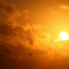 3 more hot days: Elder care tips you need