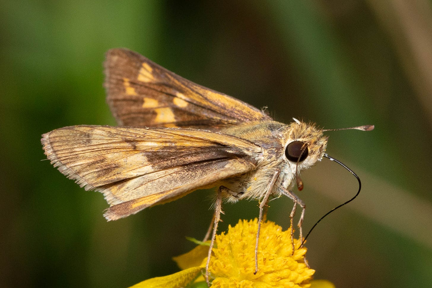 A small butterfly feeding from a yellow flower. The butterfly's wings are faded brown with prominent orange markings. The butterfly's long black proboscis extended into the blossom to gather nectar.