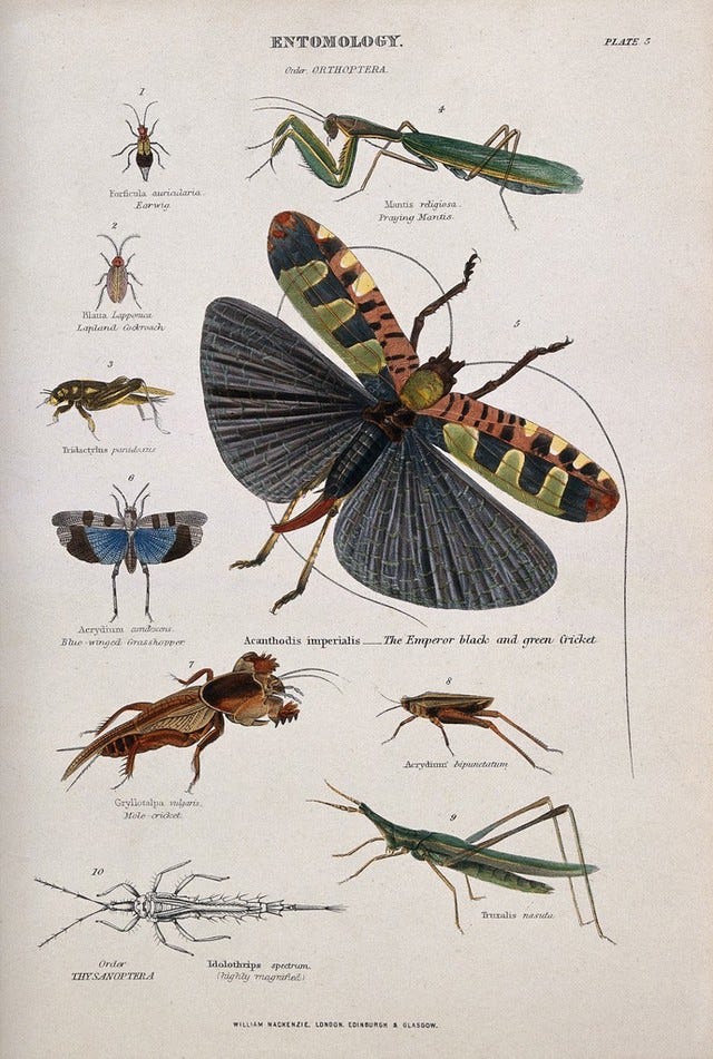 Ten insects, including the earwig, cockroach, grasshopper, praying mantis, cricket and mole cricket. Coloured engraving by J. W. Lowry after C. Bone. Ten insects, including the earwig, cockroach, grasshopper, praying mantis, cricket and mole cricket. Coloured engraving by J. W. Lowry after C. Bone.