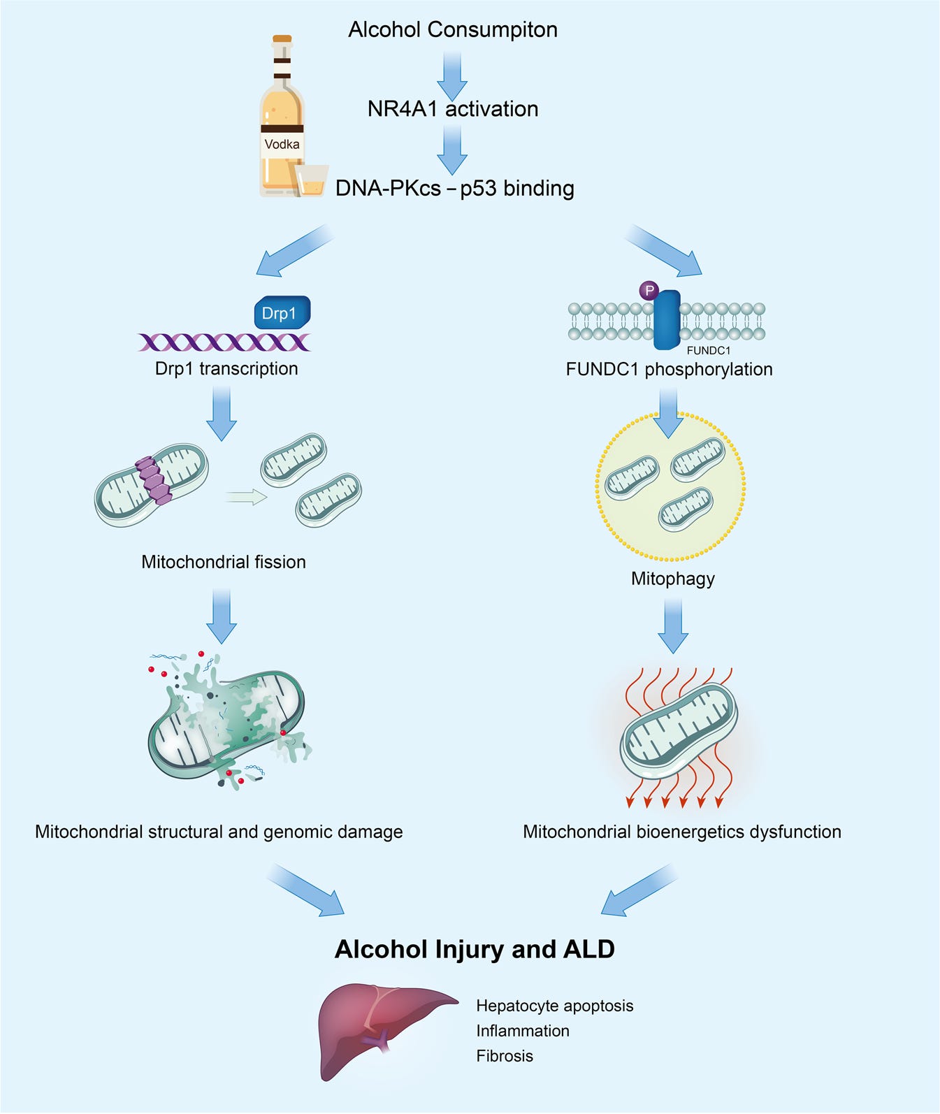 Mitochondrial dysfunction and alcohol-associated liver disease: a novel  pathway and therapeutic target | Signal Transduction and Targeted Therapy