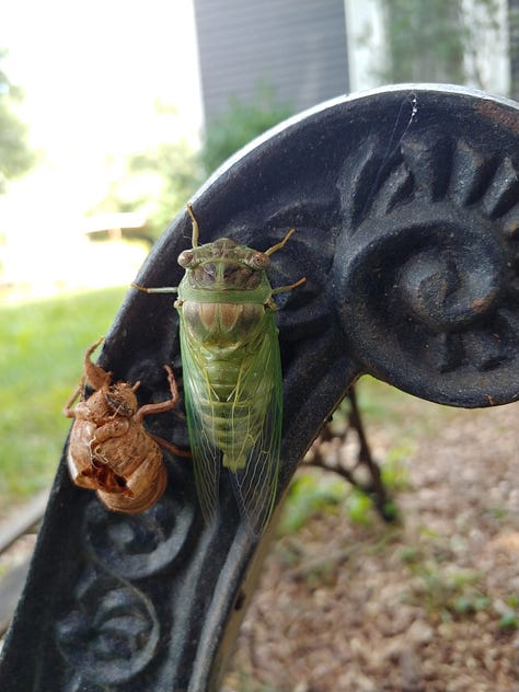 A series of photos of a cicada, newly molted, clinging to a bench, as described in the text