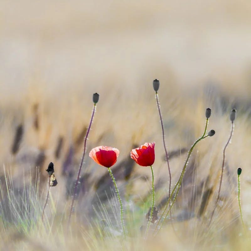 Walking in His Garden