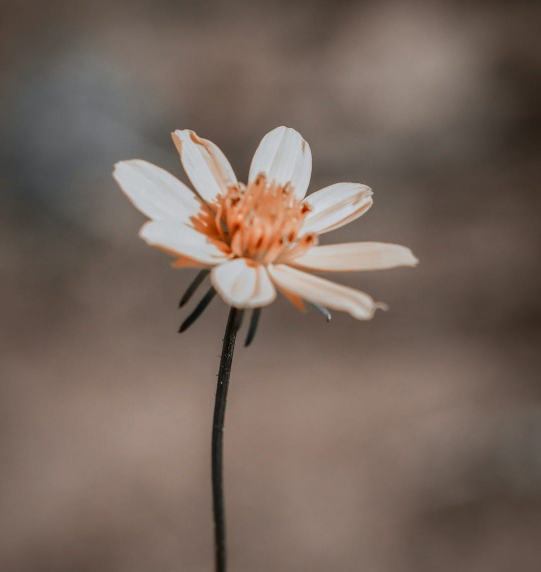 white flower in tilt shift lens white flower in tilt shift lens