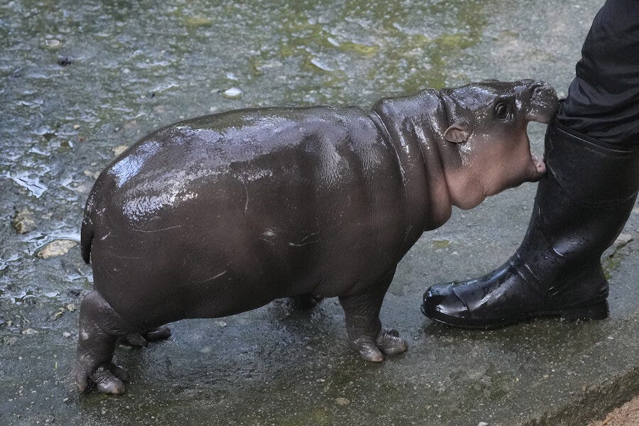 Moo Deng, viral baby hippo from Thailand, may get a patent - CSMonitor.com