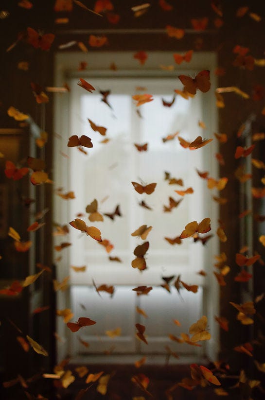 Image is of a window with dozens of orange butterflies flying around the room. Image is of a window with dozens of orange butterflies flying around the room.