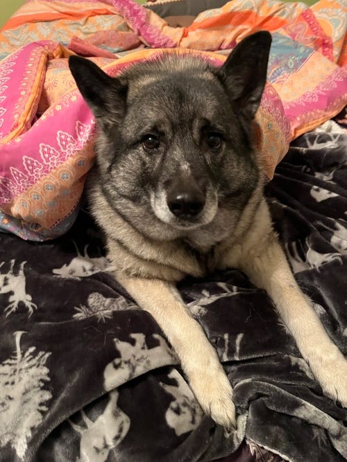Thora, the Writer Elkhound, stares into the eyes of the viewer with her own, powerful, misty eyes.