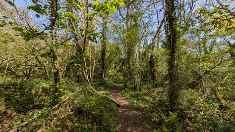 A shady woodland in spring with bluebells and orchids